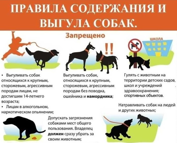 Правила содержания собак и кошек !!!. Правила содержания собак и кошек !!!.
