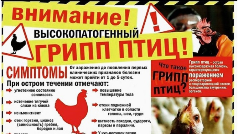 «МЕРОПРИЯТИЯ ПО ПРОФИЛАКТИКЕ ГРИППА ПТИЦ». «МЕРОПРИЯТИЯ ПО ПРОФИЛАКТИКЕ ГРИППА ПТИЦ».