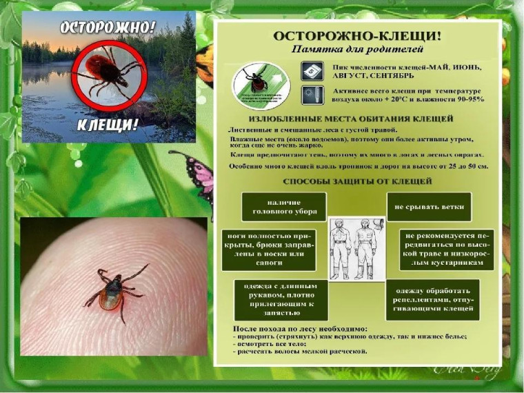 Профилактика клещевых инфекций. Профилактика клещевых инфекций.